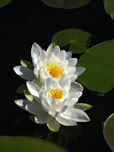 rs=w_400,h_533,cg_true